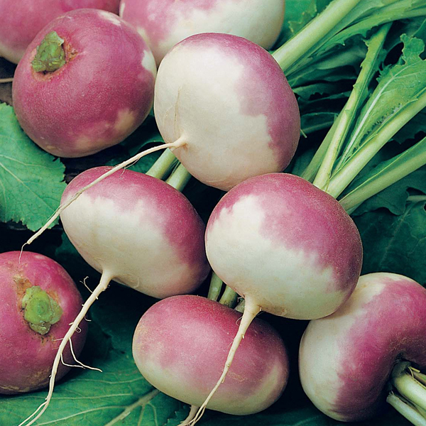 Get Growing Turnip Purple Top Milan Seeds from Mr Fothergill's Seeds