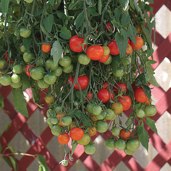 Tomato Tumbling Tom Red SeedsD. T. Brown Vegetable Seeds