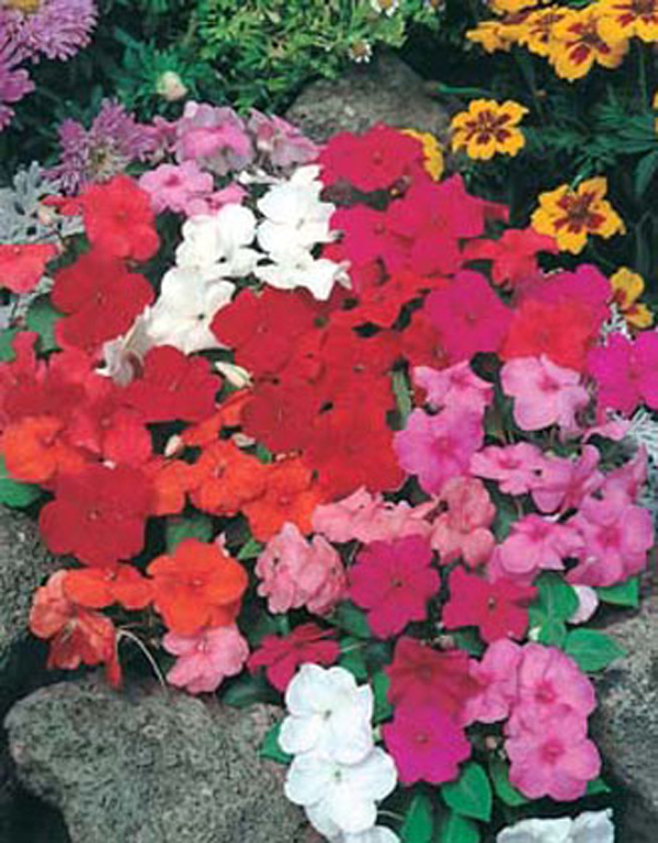 Busy Lizzie DTB Special Mixed F1 Flower SeedsD. T. Brown Flower Seeds