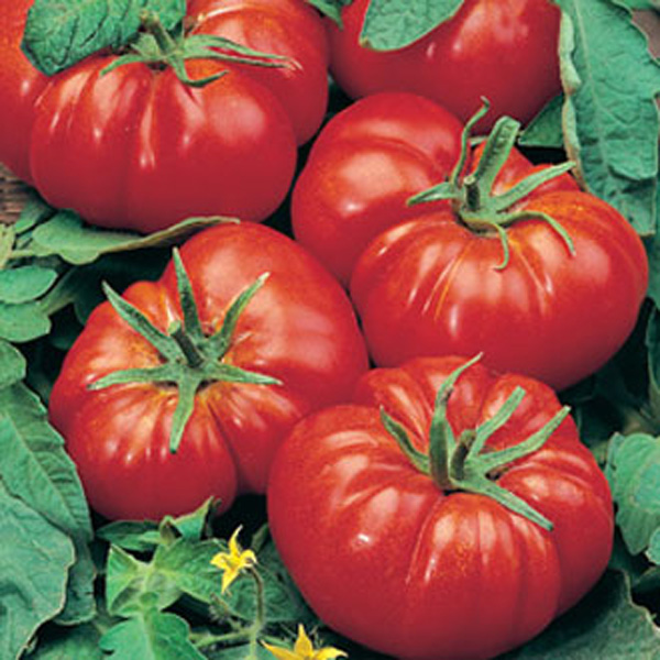 Tomato Marmande AGM SeedsD. T. Brown Vegetable Seeds