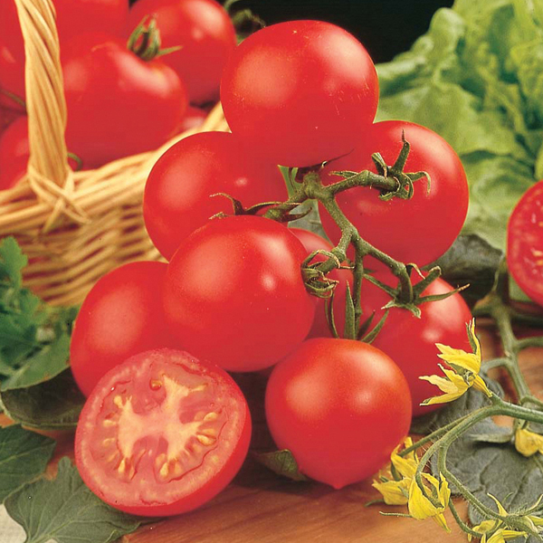 Tomato Shirley F1 AGM SeedsD. T. Brown Vegetable Seeds