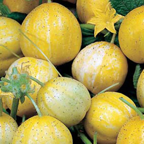 Cucumber (Outdoor) Crystal Apple SeedsD. T. Brown Vegetable Seeds
