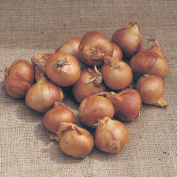 Shallots Ambition F1 SeedsD. T. Brown Vegetable Seeds