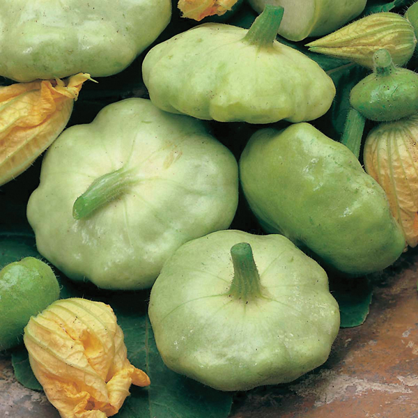 Squash (Summer) Patty Pan Green Tint SeedsD. T. Brown Vegetable Seeds