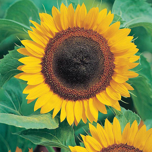 Sunflower Taiyo Seeds from Mr Fothergill's Seeds and Plants