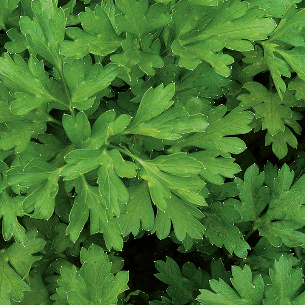 Parsley Plain Leaved 2 SeedsD. T. Brown Vegetable Seeds