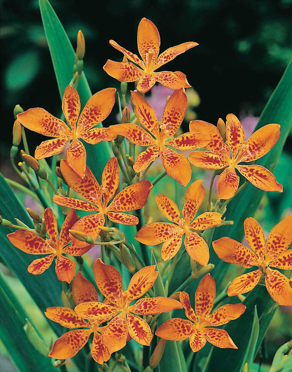 Belamcanda Leopard LilyMr Fothergill's Flower Seeds