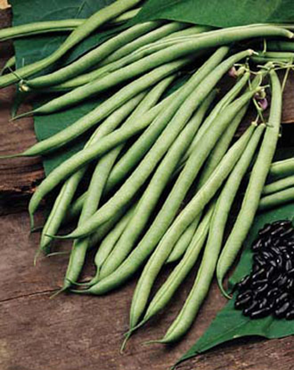 French Bean (Climbing) Cobra AGM SeedsD. T. Brown Vegetable Seeds