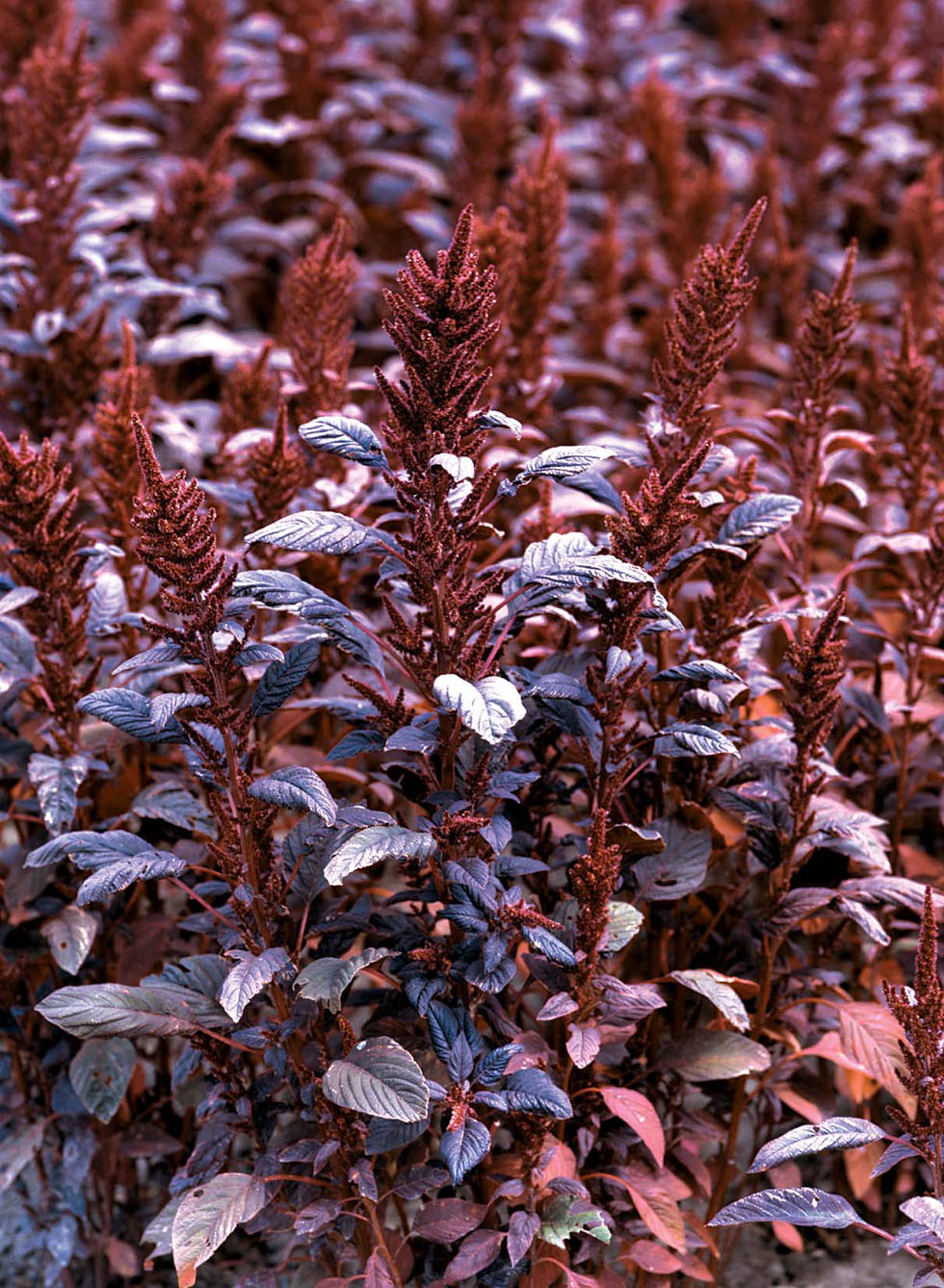 Amaranthus Velvet Curtains Seeds from Mr Fothergill’s Seeds and Plants