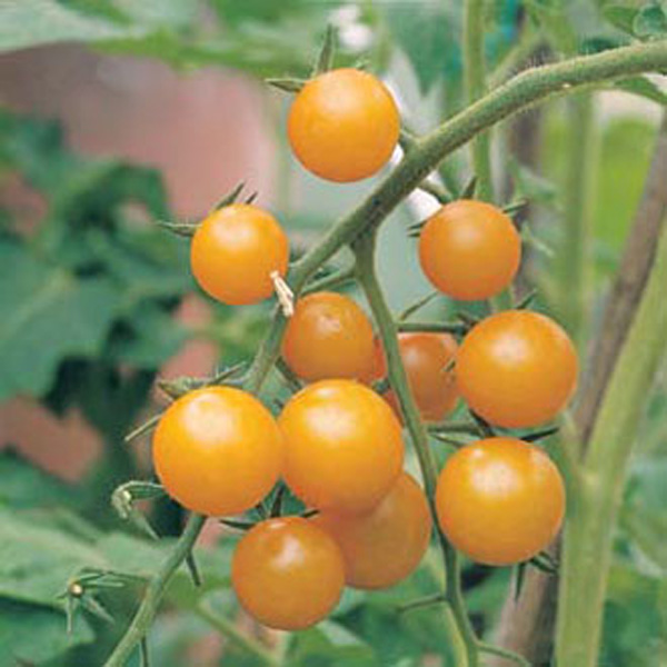 Tomato Sungold F1 AGM SeedsD. T. Brown Vegetable Seeds