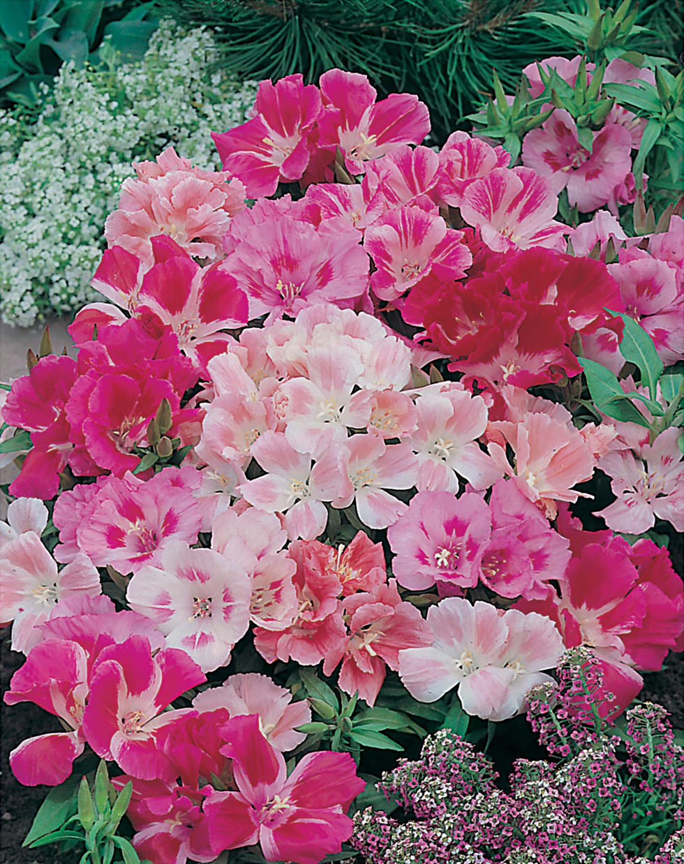 Godetia Dwarf Mixed Seeds from Mr Fothergill's Seeds and Plants