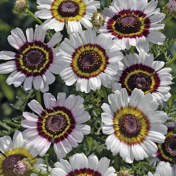 Chrysanthemum CockadeMr Fothergill39;s Flower Seeds