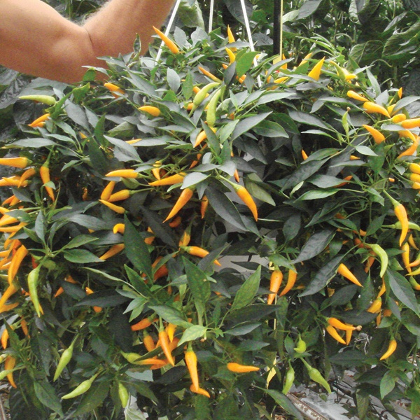 PEPPER Sweet Sunshine F1 Seeds From D. T. Brown