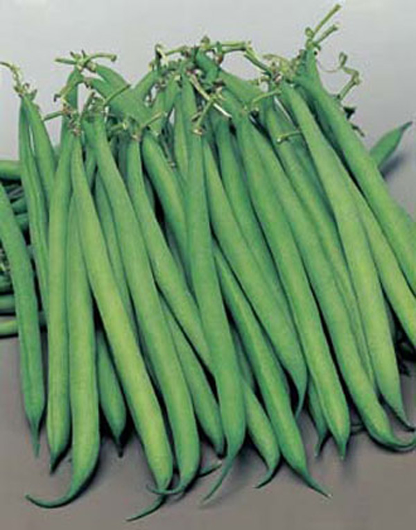 French Bean (Dwarf) Safari AGM SeedsD. T. Brown Vegetable Seeds