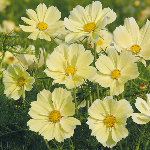 Cosmos Xanthos Seeds from Mr Fothergill's Seeds and Plants Cosmos Xanthos Seeds from Mr Fothergill's Seeds and Plants