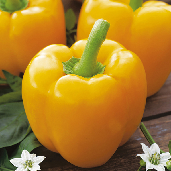 Sweet PEPPER Yellow Bell Seeds From D.T. Brown