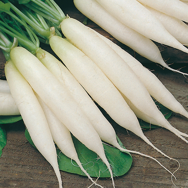 RADISH Long White Icicle seeds From D.T. Brown