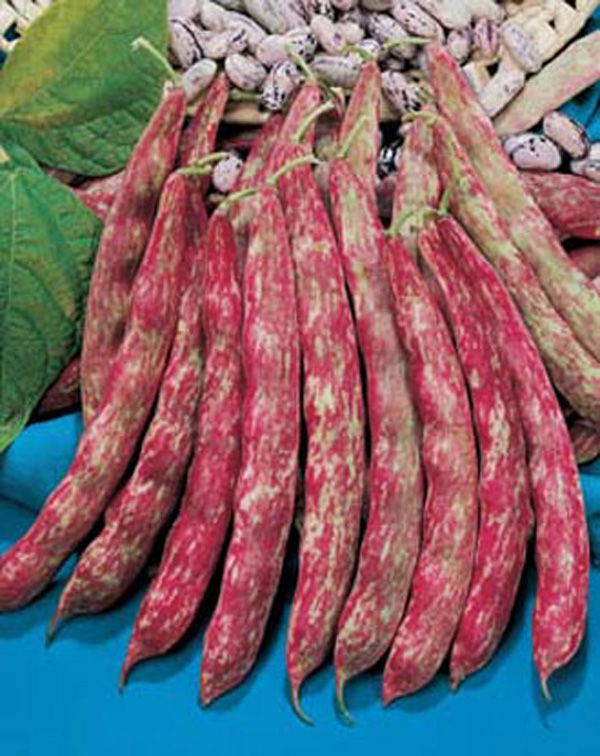 Bean (Dwarf) Borlotto lingua di fucco nano SeedsD. T. Brown Vegetable