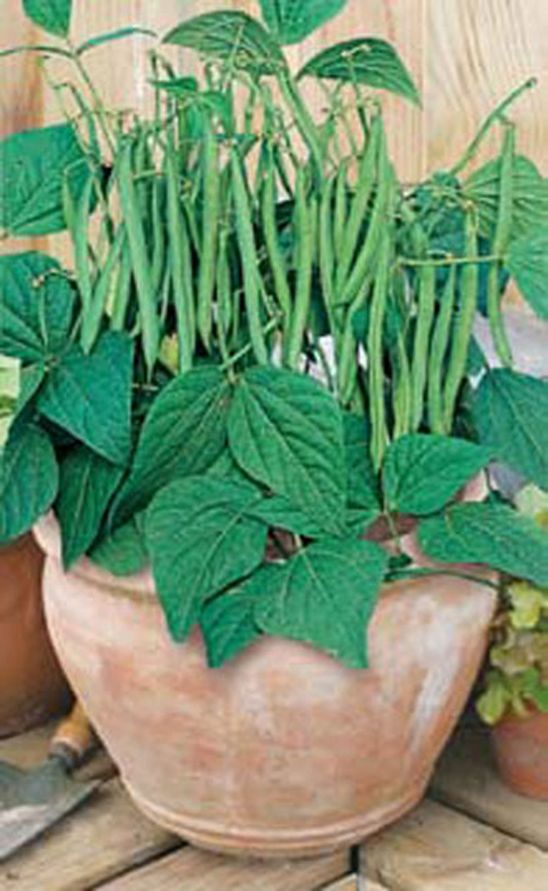 French Bean (Dwarf) Duel SeedsD. T. Brown Vegetable Seeds