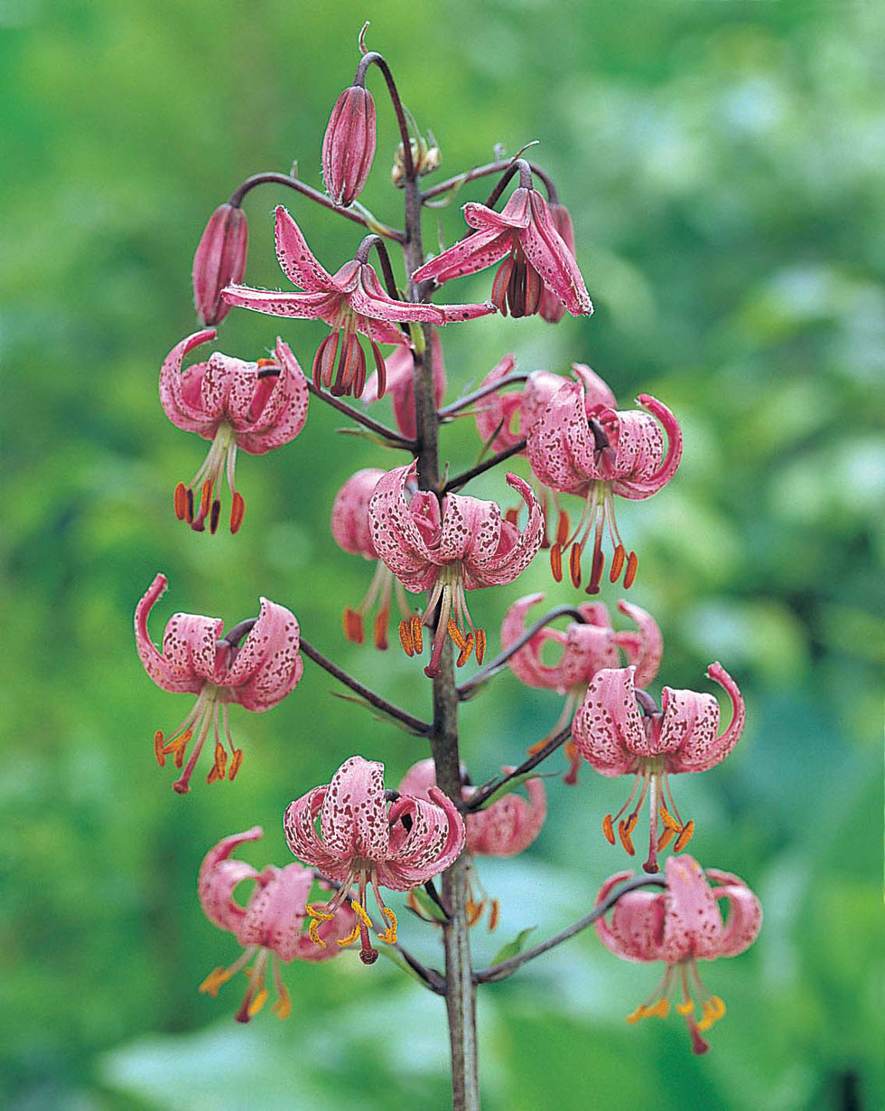 Lily martagonMr Fothergill's Flower Seeds