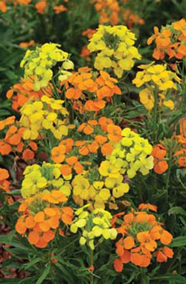Wallflower Siberian Mixed Flower SeedsD. T. Brown Flower Seeds