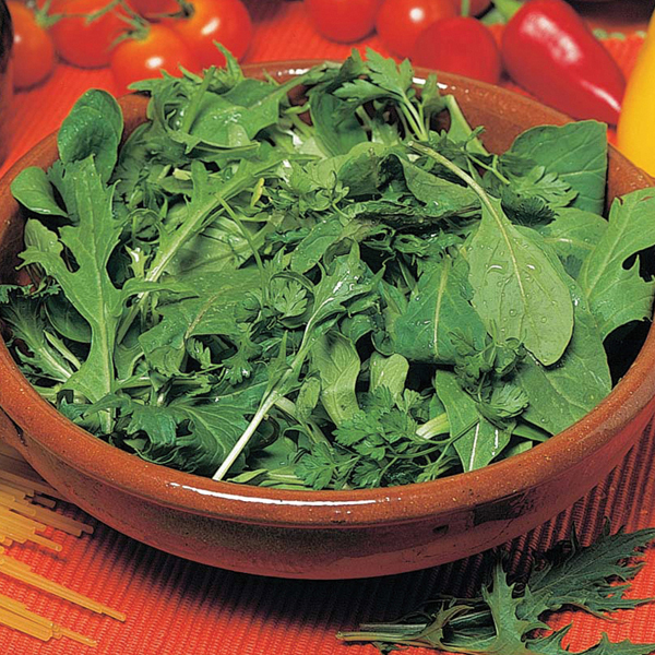 Salad Leaves Mesclun Mixed Leaves SeedsD. T. Brown Vegetable Seeds