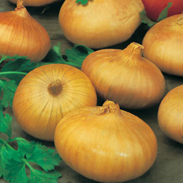 Onion Senshyu Yellow Vegetable Plants 16 Pack - Winter Hardy Plants Easy Planting Superior Growth Grow Your Own Vegetables