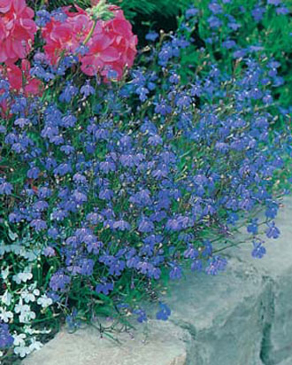 Lobelia (Trailing) Sapphire Trailing D. T. Brown Flower Seeds