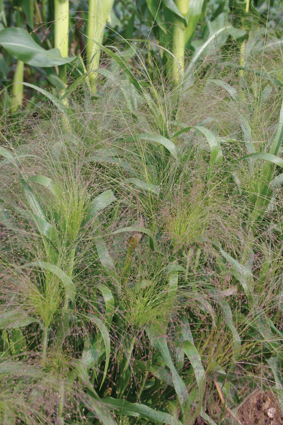 Grass Frosted Explosion Seeds from Mr Fothergill's Seeds and Plants
