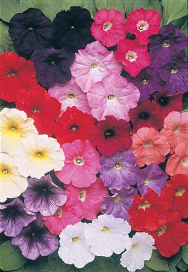 Petunia (Multiflora) Carpet Formula Mixed F1 D. T. Brown Flower Seeds
