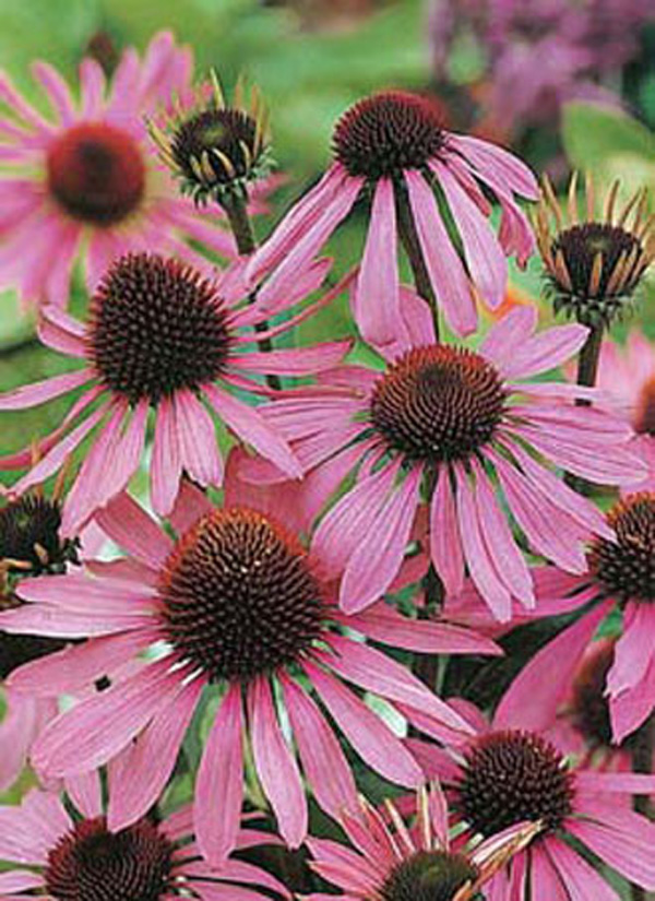 Echinacea purpurea Flower SeedsD. T. Brown Flower Seeds