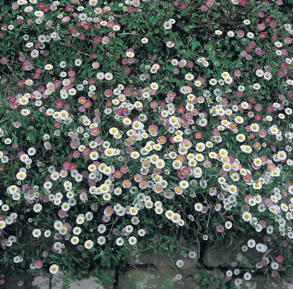 Erigeron Profusion Seeds from Mr Fothergill's Seeds and Plants