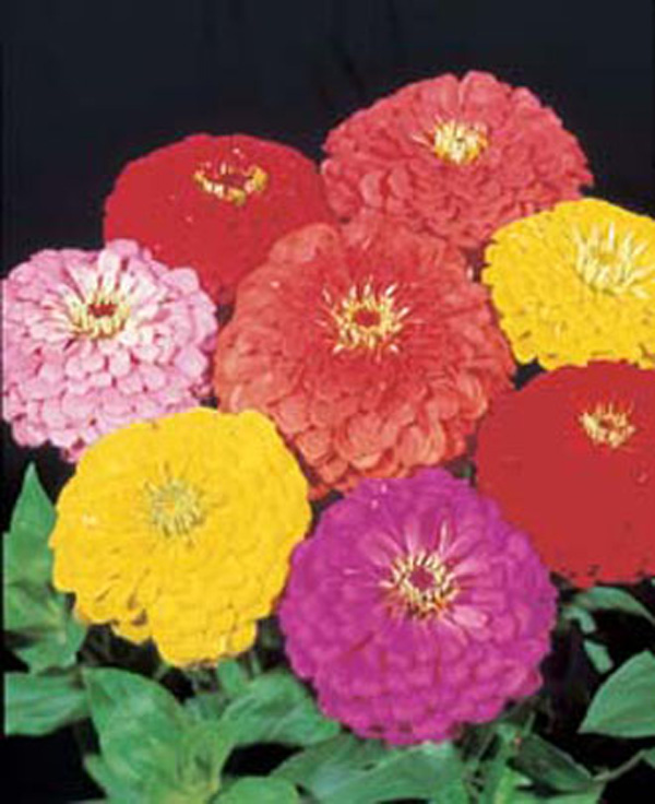 Zinnia Giant Dahlia Flowered Choicest Mixed D. T. Brown Flower Seeds