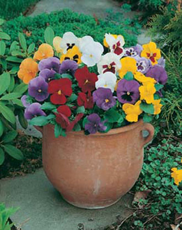 Pansy (Winter) Early Flowering Mixed D. T. Brown Flower Seeds
