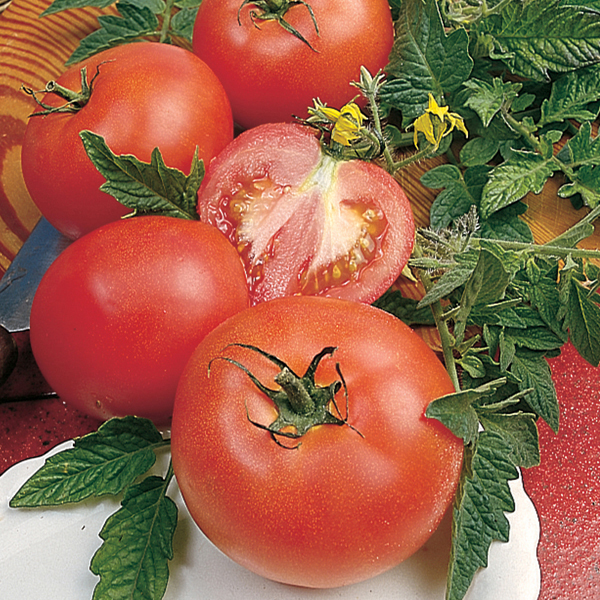 Tomato Alicante AGM SeedsD. T. Brown Vegetable Seeds