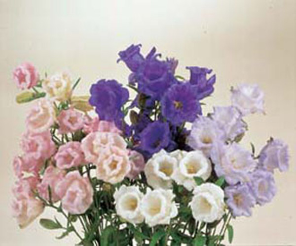 Canterbury Bells Cup & Saucer Mixed D. T. Brown Flower Seeds