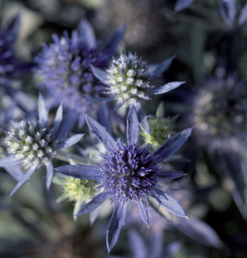Eryngium Blue Hobbit Seeds from Mr Fothergill's Seeds and Plants