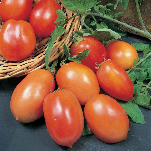 Tomato San Marzano 3 SeedsD. T. Brown Vegetable Seeds
