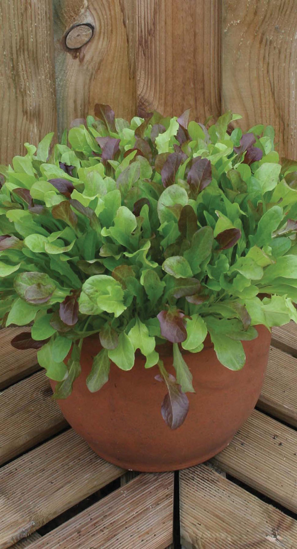 Lettuce Mixed Salad LeavesMr Fothergill's Vegetable Seeds