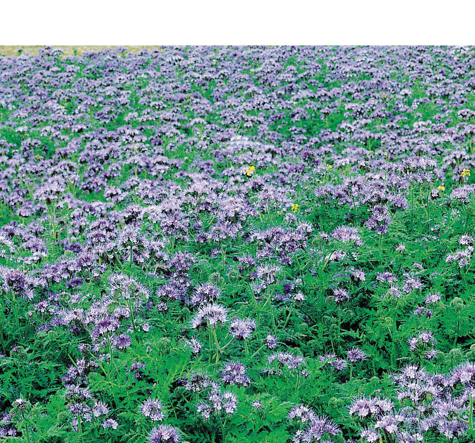 Green Manure Phacelia TanacetifoliaMr Fothergill's Vegetable Seeds