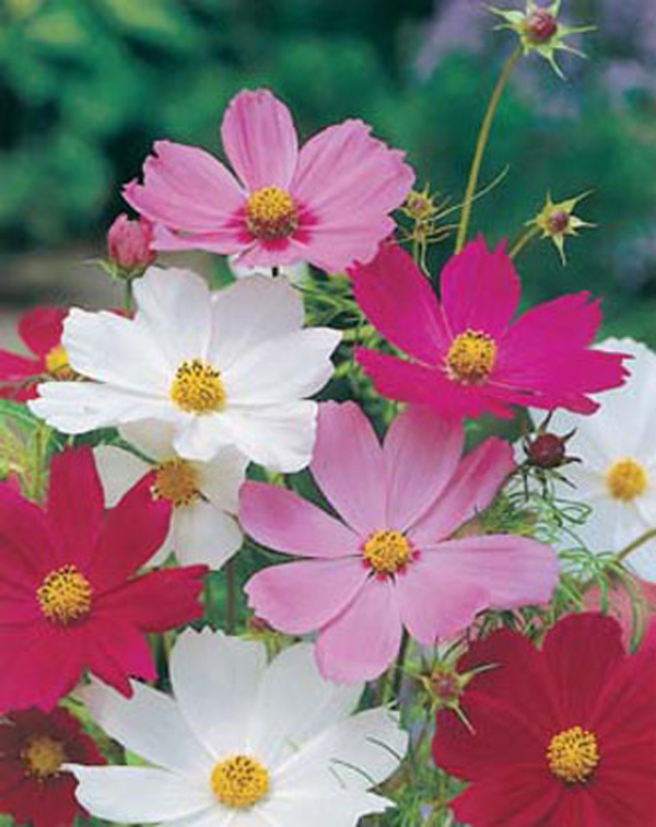 Cosmos Sensation Mixed Flower SeedsD. T. Brown Flower Seeds