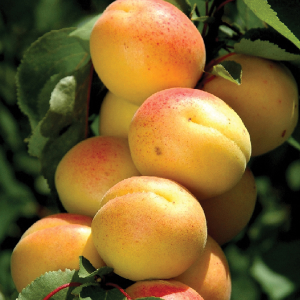 This item is no longer available.