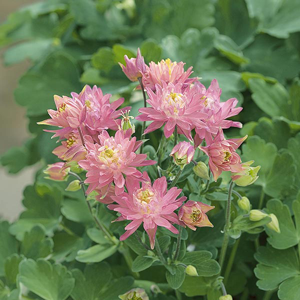PREMIER SEEDS DIRECT - AQUILEGIA - Columbine - McKANAS Giant Mix - 300 Seeds
