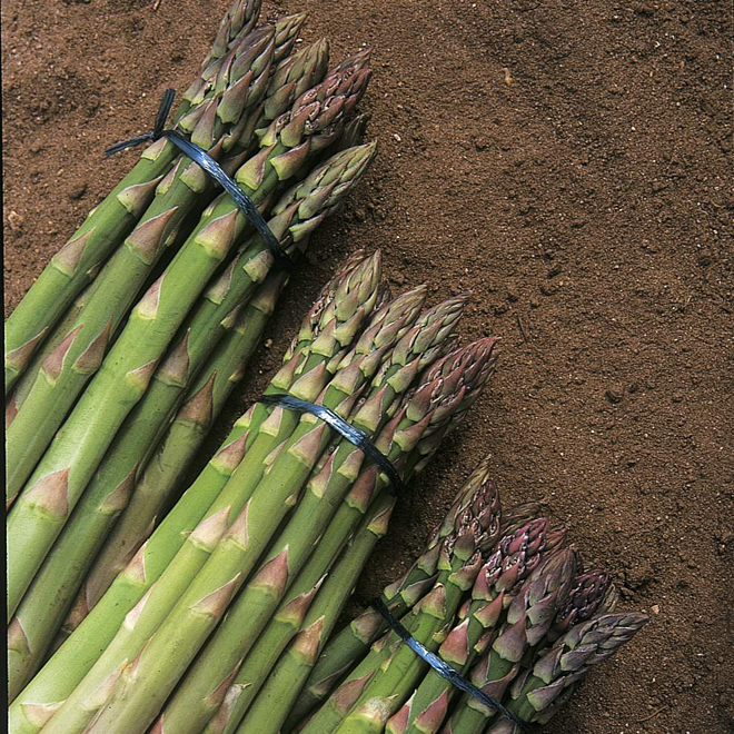 Asparagus Gijnlim Crowns D.T. Brown Veg Plants