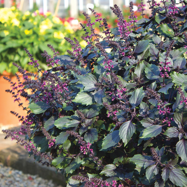 Basil Wild Magic PlantsMr Fothergill's Flower Plants