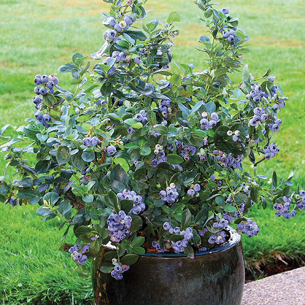 Blueberry North Country 2ltr pot Plant From D.T. Brown