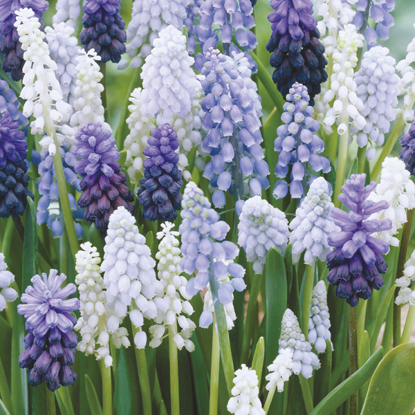 Muscari Mixed Flower Bulbs from DT Brown Seeds