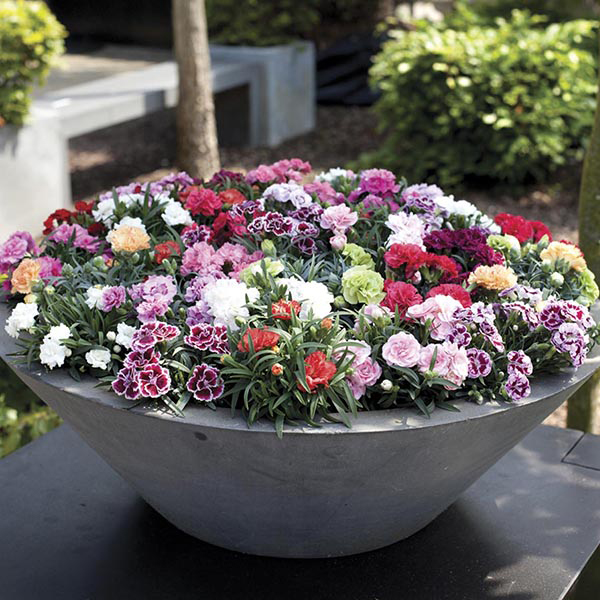 Patio Pot Carnation From DT Brown