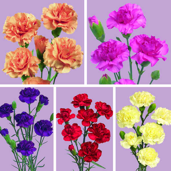 How To Grow Spray Carnations From Cuttings at Lonnie Flores blog