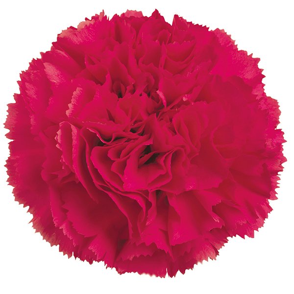 Perpetual Carnation Collection Woolmans